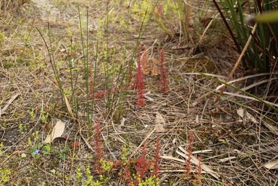 Drosera platypoda, photographed by Em Lamond
