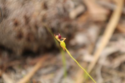 Drakaea glyptodon, photographed by Em Lamond