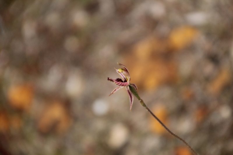 Caladenia cairnsiana, photographed by Em Lamond