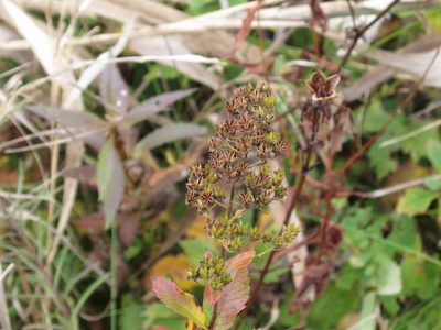 Spiraea salicifolia, photographed by Repina Tatyana