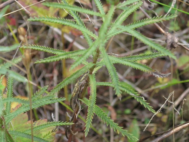 Achillea ptarmicoides, photographed by Repina Tatyana