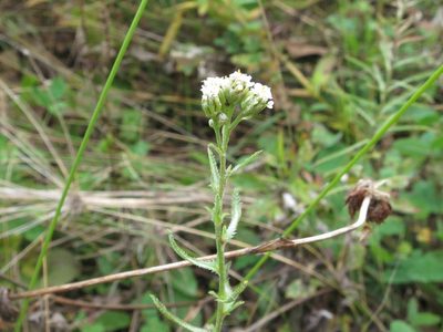 Achillea ptarmicoides, photographed by Repina Tatyana