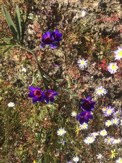 Babiana regia, photographed by Sam McCarren