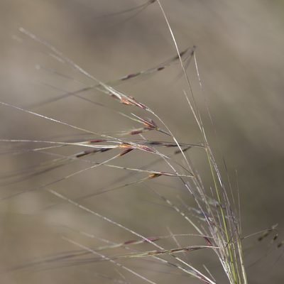 Austrostipa eremophila, photographed by Kym Nicolson