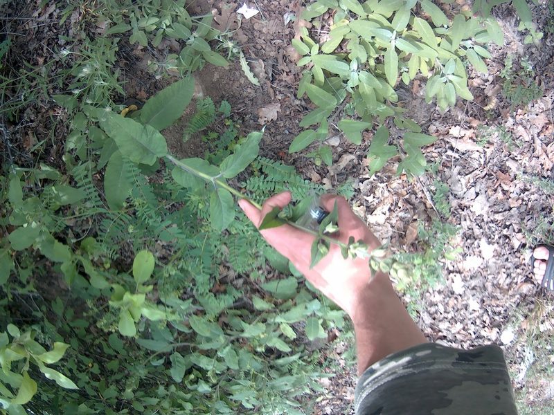 Salvia tomentosa, photographed by Михаил Орлов