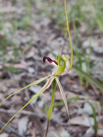 Caladenia atrovespa, photographed by Donald Hobern