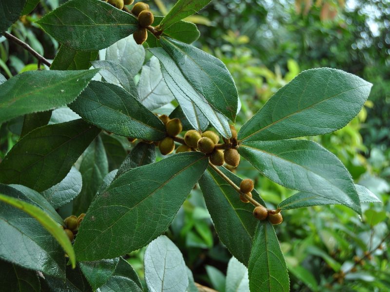Ficus aurata, photographed by Abu Hamas