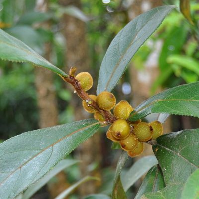 Ficus aurata, photographed by Abu Hamas