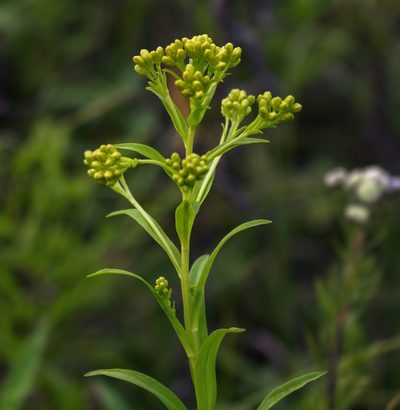 Solidago riddellii, photographed by aarongunnar
