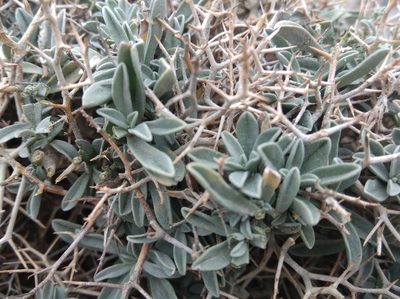 Hormathophylla spinosa, photographed by Ben Costamagna