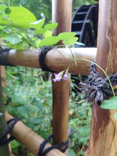 Amphicarpaea edgeworthii, photographed by WATANABE Hitoshi 渡辺仁