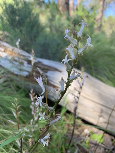 Cyphia phyteuma, photographed by Dave Richardson