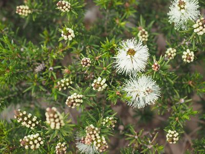 Melaleuca ericifolia, photographed by Jesse de Vries