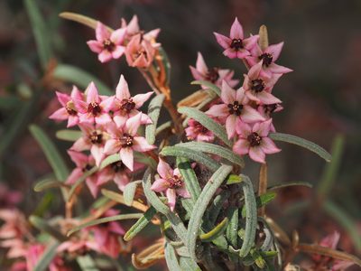 Lasiopetalum baueri, photographed by Jesse de Vries