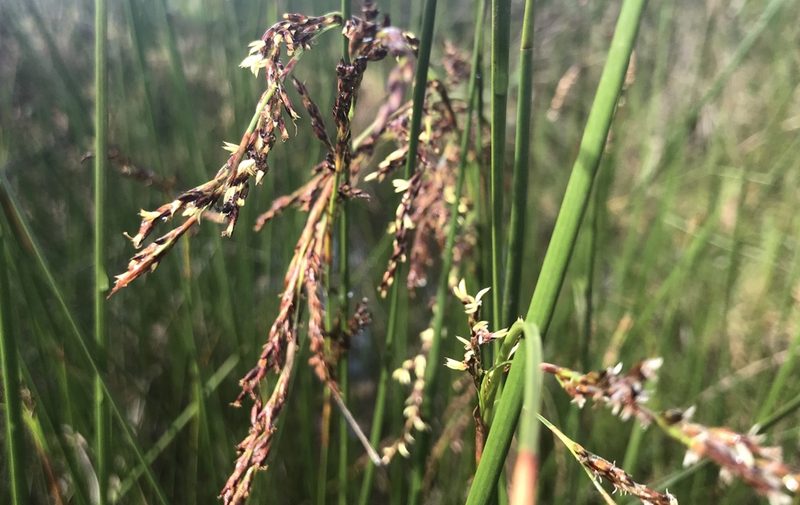 Lepidosperma longitudinale, photographed by Ann Bentley