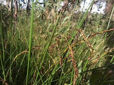 Lepidosperma longitudinale, photographed by Ann Bentley
