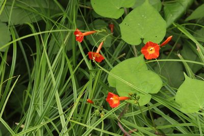 Ipomoea coccinea, photographed by Se Lena