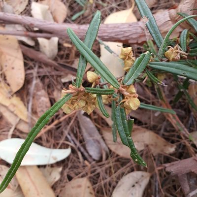 Lasiopetalum parviflorum, photographed by Claudia Schipp