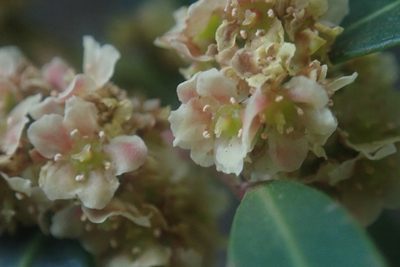 Pterocelastrus echinatus, photographed by Jimmy Whatmore