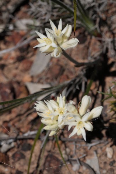 Conostylis setosa, photographed by tobyyy