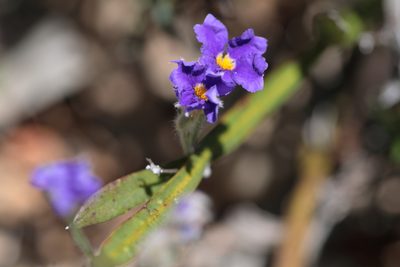 Dampiera alata, photographed by tobyyy