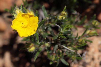 Hibbertia polystachya, photographed by tobyyy