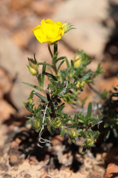 Hibbertia polystachya, photographed by tobyyy
