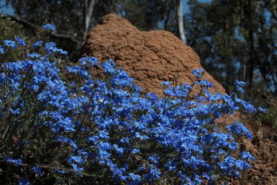 Leschenaultia biloba, photographed by tobyyy