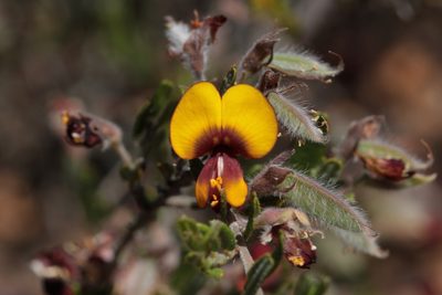 Bossiaea eriocarpa, photographed by tobyyy