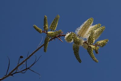 Grevillea leucopteris, photographed by tobyyy