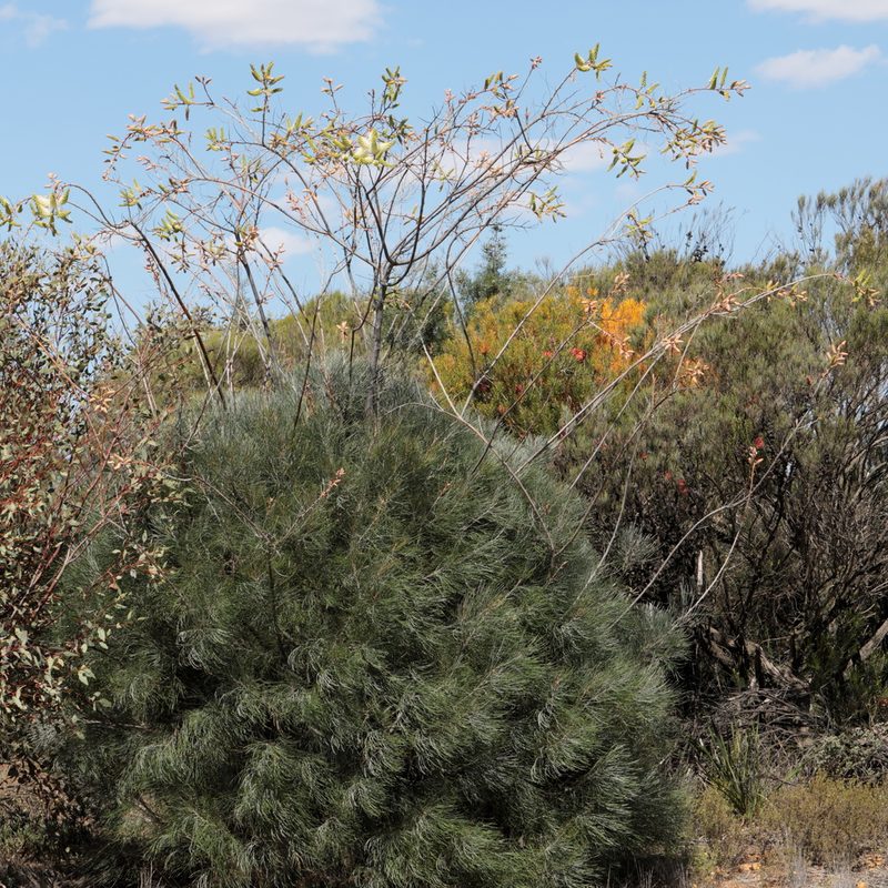Grevillea leucopteris, photographed by tobyyy