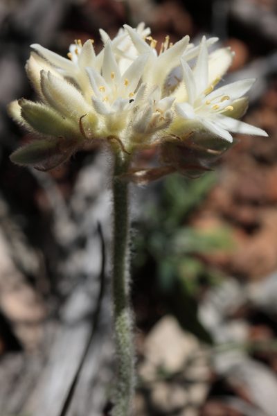 Conostylis setosa, photographed by tobyyy