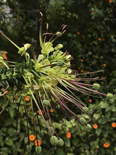 Cleome anomala, photographed by Nicolás Baresch Uribe