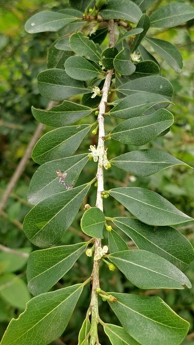 Erythroxylum monogynum, photographed by Suhel Quader