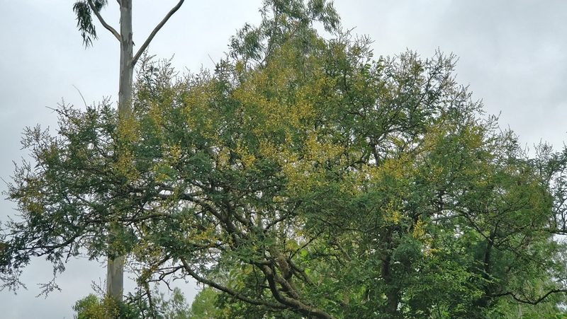 Vachellia leucophloea, photographed by Suhel Quader