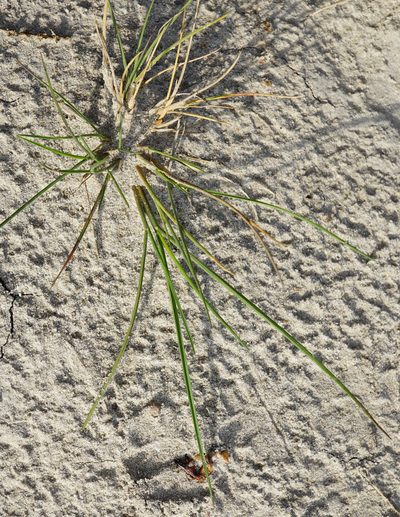 Puccinellia intermedia, photographed by Patrick Hacker