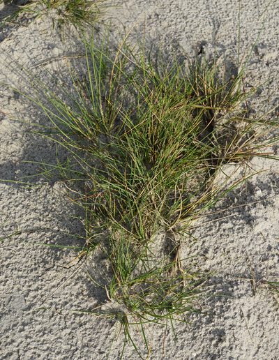 Puccinellia intermedia, photographed by Patrick Hacker