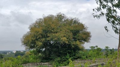 Vachellia leucophloea, photographed by Suhel Quader
