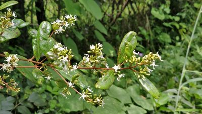Ichnocarpus frutescens, photographed by Suhel Quader