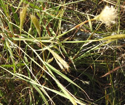 Bothriochloa barbinodis, photographed by saltyhiker