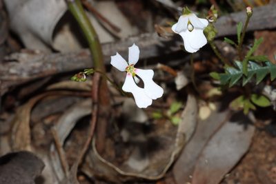Stylidium androsaceum, photographed by T. Hammer