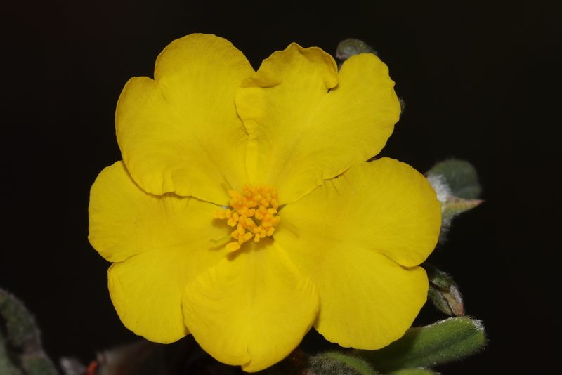 Hibbertia commutata, photographed by T. Hammer