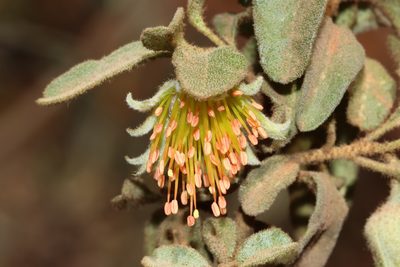 Diplolaena microcephala, photographed by T. Hammer