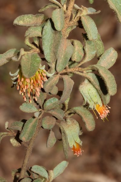 Diplolaena microcephala, photographed by T. Hammer
