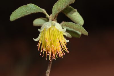 Diplolaena microcephala, photographed by T. Hammer