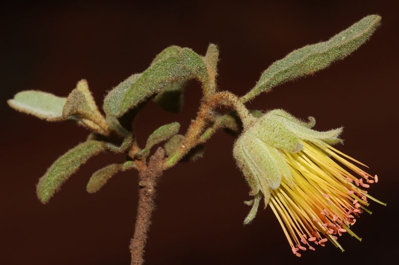Diplolaena microcephala, photographed by T. Hammer