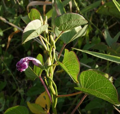 Ipomoea asarifolia, photographed by Helio Lourencini