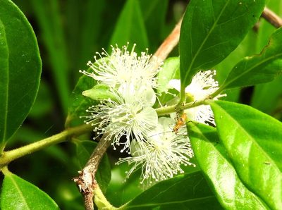 Psidium oligospermum, photographed by Francisco Farriols Sarabia