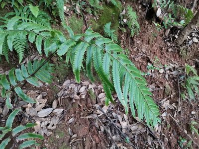 Microlepia marginata, photographed by harum.koh