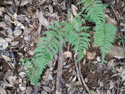 Amauropelta glanduligera, photographed by harum.koh